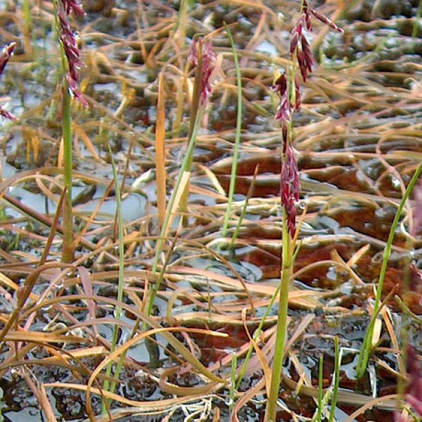 Pleuropogon sabinii close full