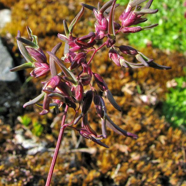 Poa alpina var. vivipara