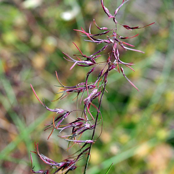 Poa alpina vivipara close full