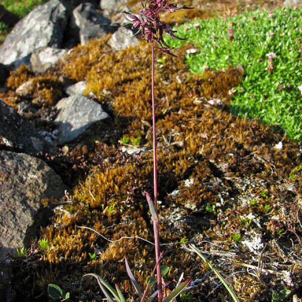 Poa alpina vivipara whole full