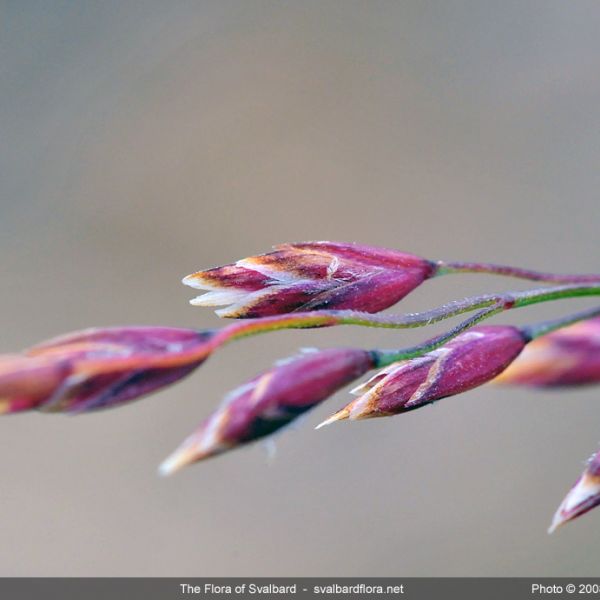 Poa glauca close full