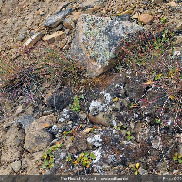 Poa glauca place full