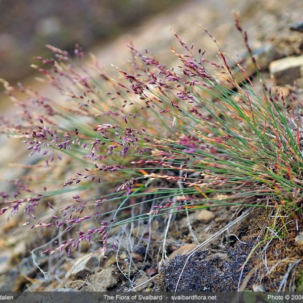 Poa glauca whole full