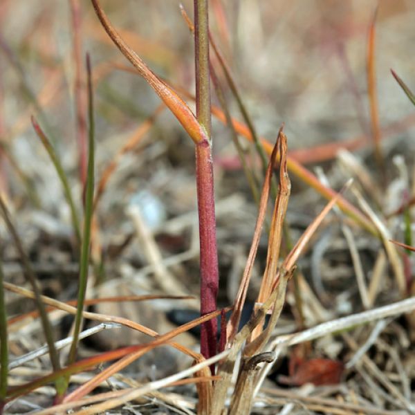 Poa pratensis alpigena 1 full