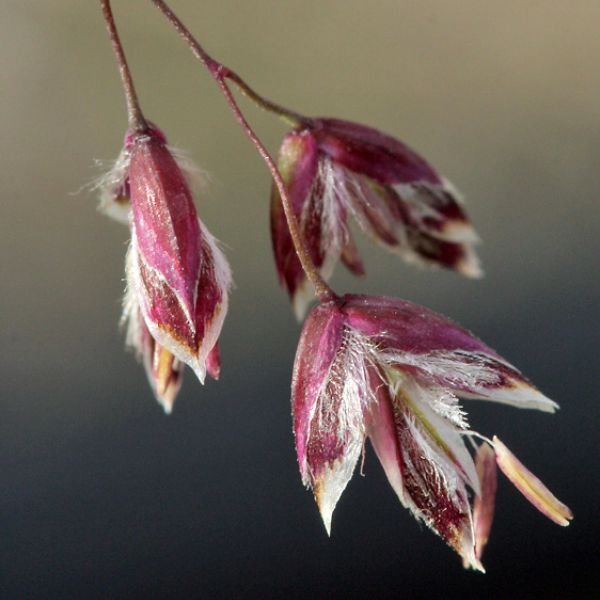 Poa pratensis alpigena 2 full