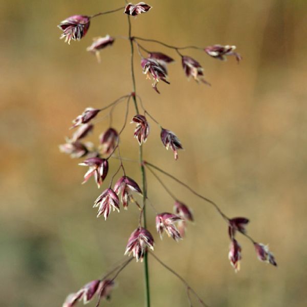 Poa pratensis alpigena close full