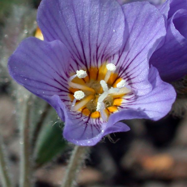 Polemonium boreale close full