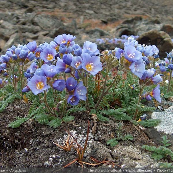 Polemonium boreale whole full