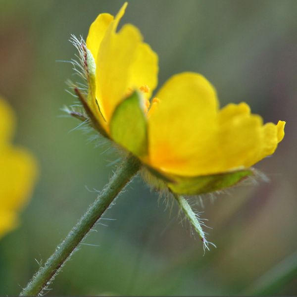 Potentilla crantzii 1 full