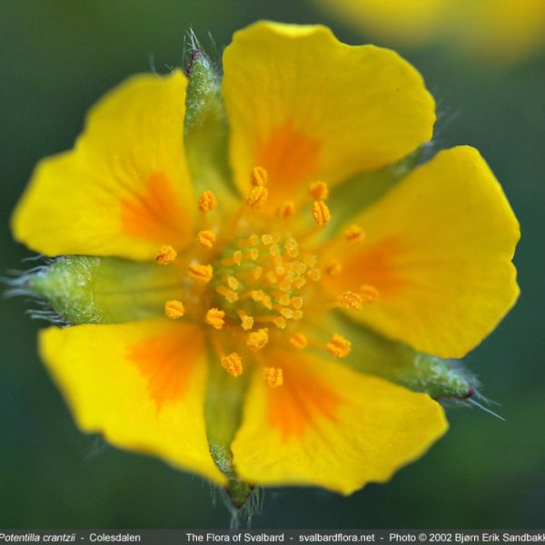 Potentilla crantzii close full