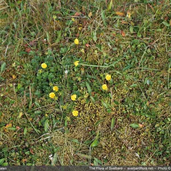 Potentilla crantzii place full