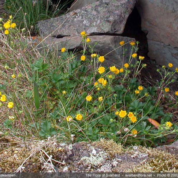 Potentilla crantzii whole full