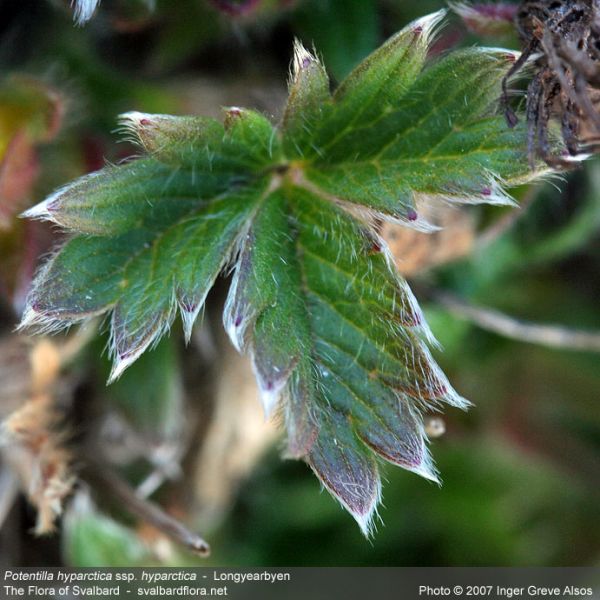 Potentilla hyparctica 1 full