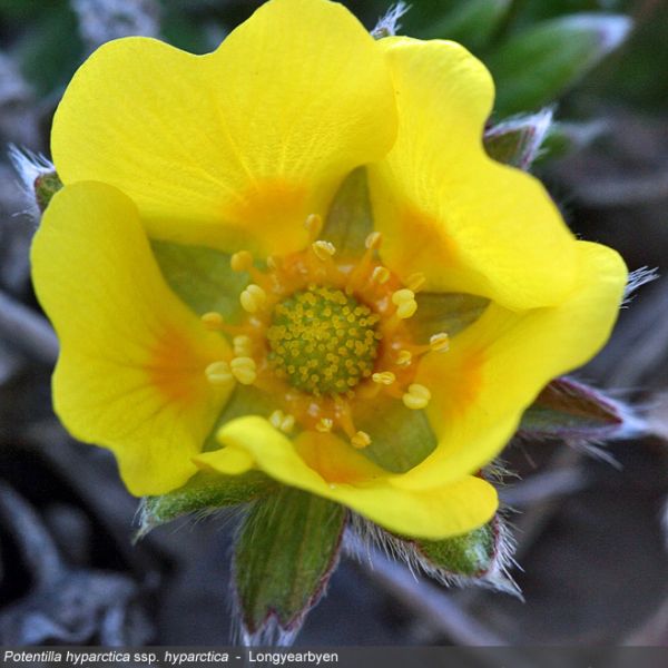 Potentilla hyparctica close full