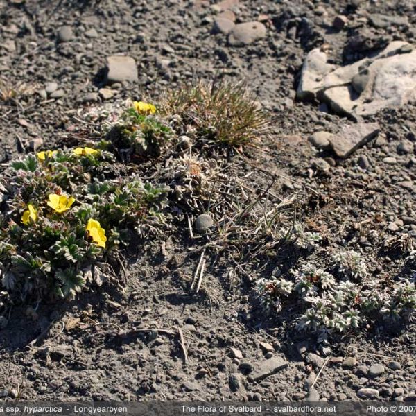 Potentilla hyparctica place full