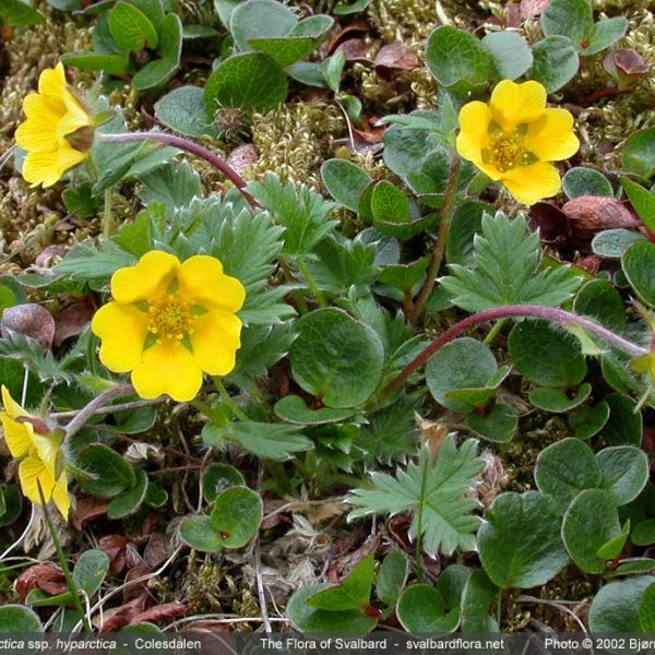 Potentilla hyparctica whole full