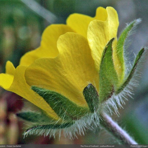 Potentilla insularis 1 full