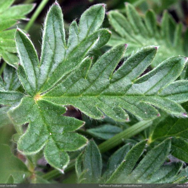 Potentilla insularis 2 full