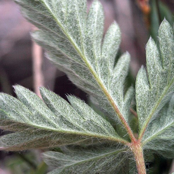 Potentilla insularis 3 full