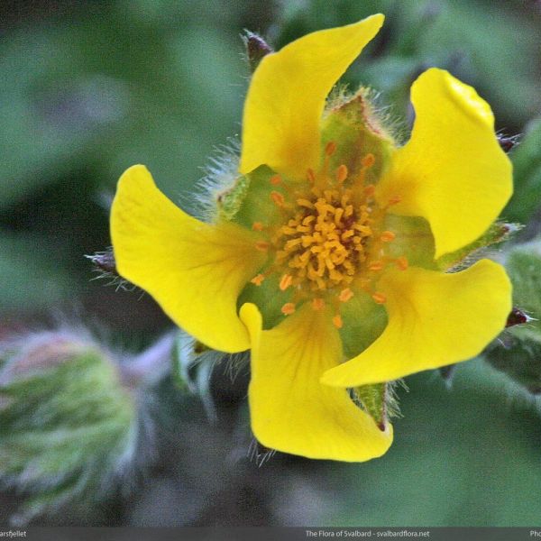 Potentilla insularis close full