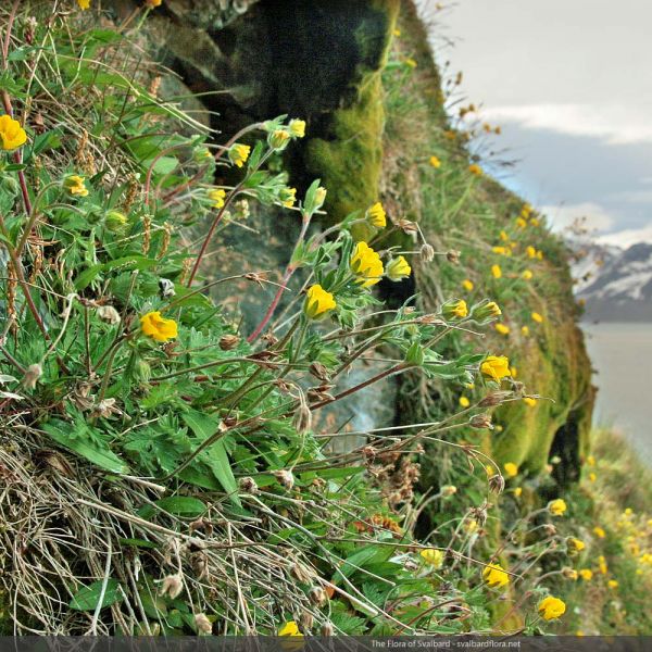 Potentilla insularis place full