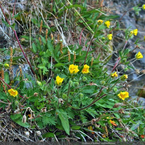 Potentilla insularis whole full