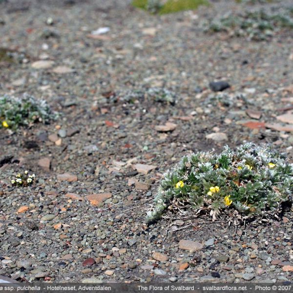 Potentilla pulchella place full