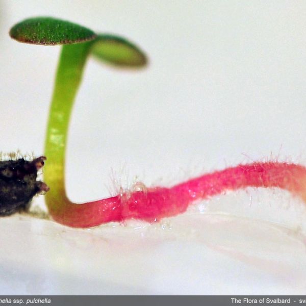 Potentilla pulchella seed full