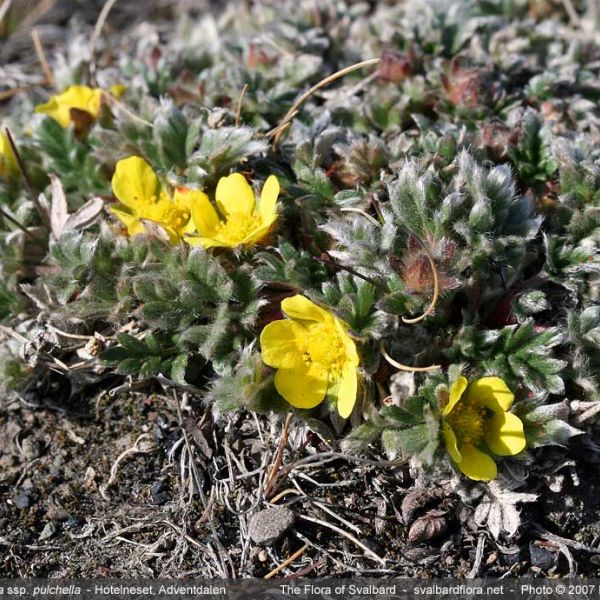 Potentilla pulchella whole full