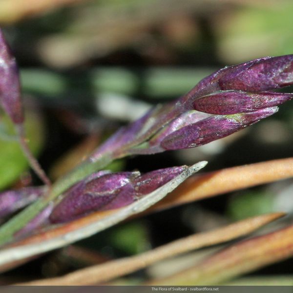 Puccinellia angustata close full