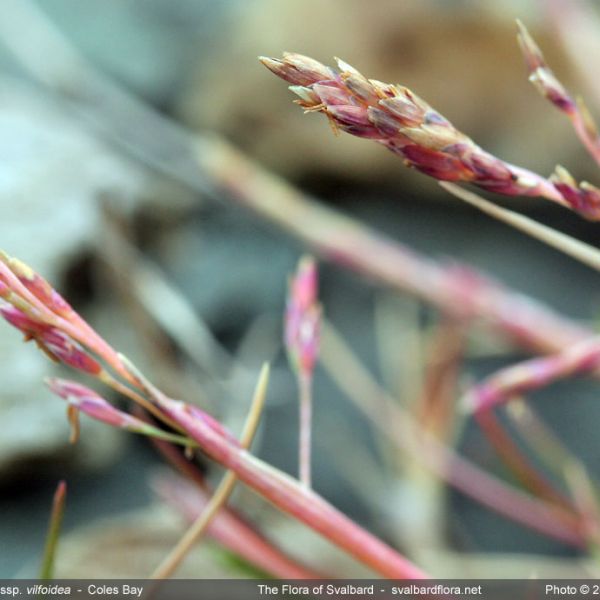 Puccinellia phryganodes close full