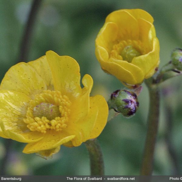 Ranunculus acris close full