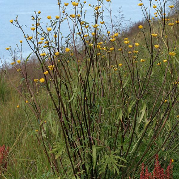 Ranunculus acris whole full