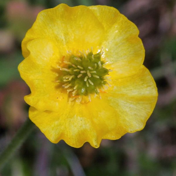 Ranunculus arcticus close full