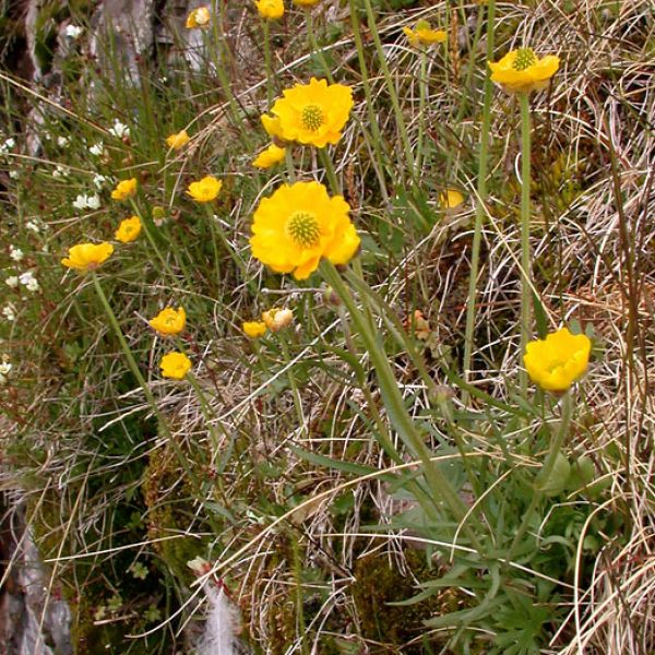 Ranunculus arcticus