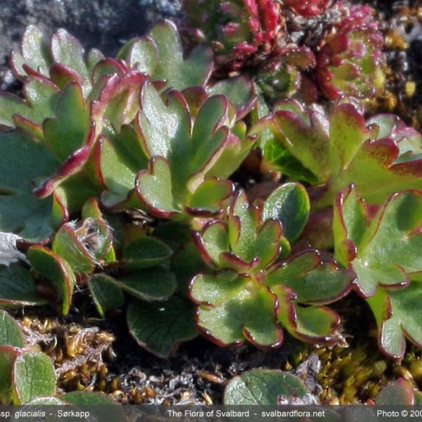 Ranunculus glacialis