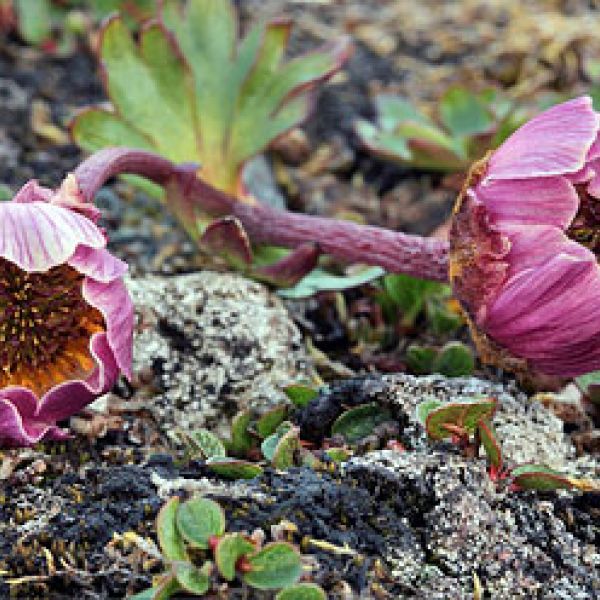 Ranunculus glacialis 2