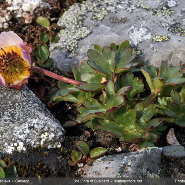 Ranunculus glacialis whole full