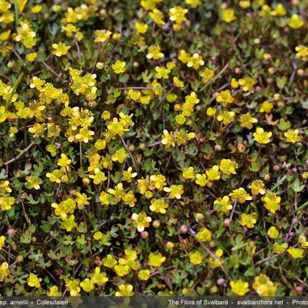 Ranunculus hyperboreus arnellii 2 full