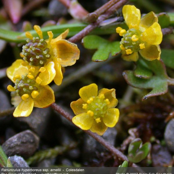 Ranunculus hyperboreus arnellii close full