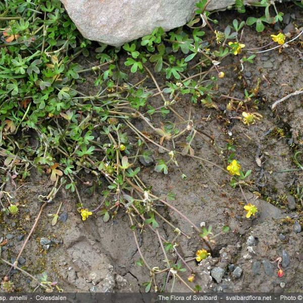 Ranunculus hyperboreus ssp. arnellii