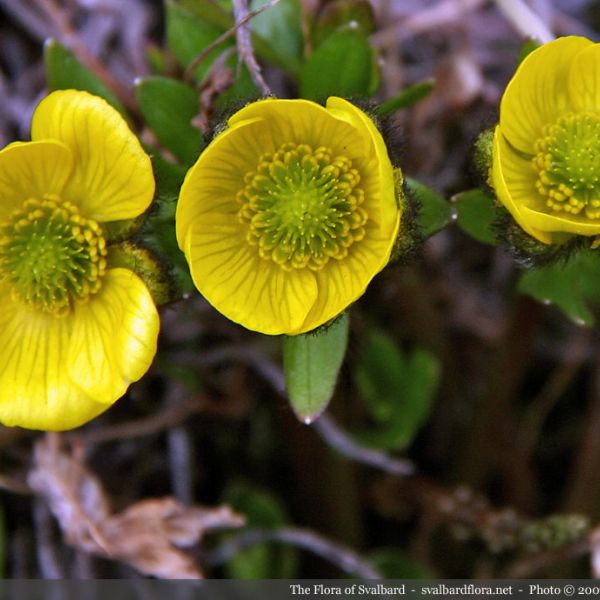 Ranunculus nivalis close full