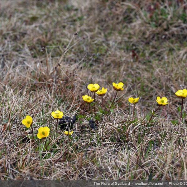 Ranunculus nivalis place full