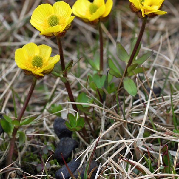 Ranunculus nivalis whole full