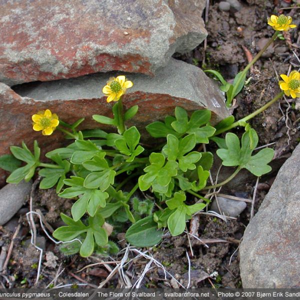 Ranunculus pygmaeus whole full