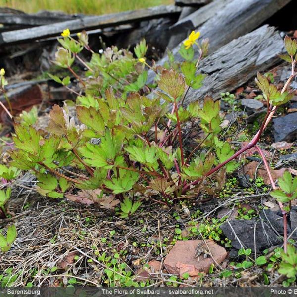 Ranunculus repens whole full