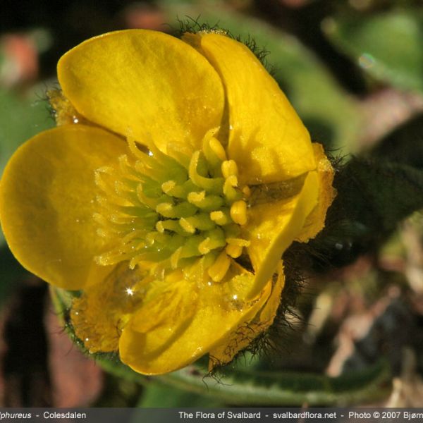 Ranunculus sulphureus close full