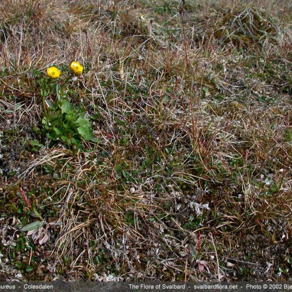 Ranunculus sulphureus place full