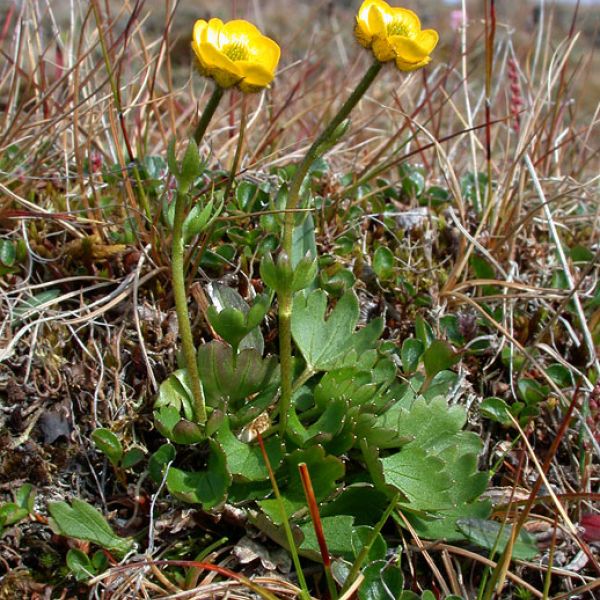 Ranunculus sulphureus whole full