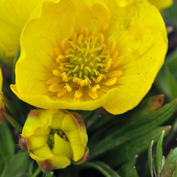 Ranunculus wilanderi 1 full